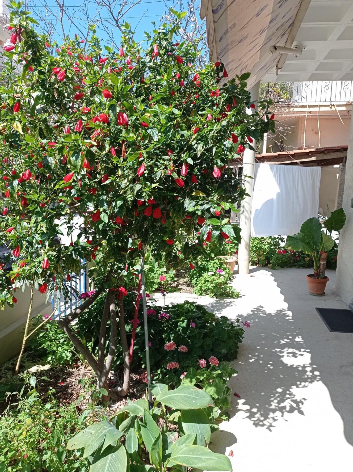 Tasos Seagull Apartments خانيا المظهر الخارجي الصورة